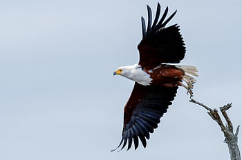 orel mořský, stoupající orel, Křídla se plně rozšíří, pták v letu, fotografování divoké zvěře, přírodní scéna, Eagle v akci, zachycení letu, majestátní pták, Obrázek divoké zvěře, přirozené prostředí