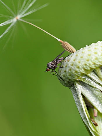 Moskito, Insekt, Blume, Löwenzahn, Makro, Nahansicht, Natur, Handy-Hintergrundbild, Tapete