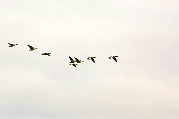 flock of birds, birds in flight, flying birds, clear sky, avian beauty, bird formation, group of birds, natural beauty, sky photography, wildlife photography, bird migration