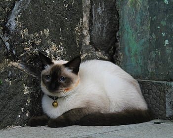 Siamese cat, short-furred, white and black, gray concrete, outdoor portrait, striking blue eyes, soft fur, close-up, resting cat, pet photography, animal photography