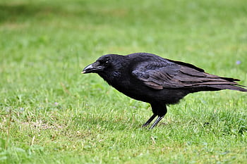 carrion Crow, crow, bird, animal, beak, feathers, plumage, fauna, wildlife, nature, ornithology