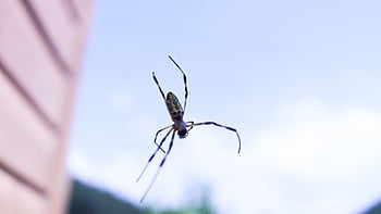クモ、 虫、 自然、 昆虫学、 韓国のスパイダー、 アジアのクモ