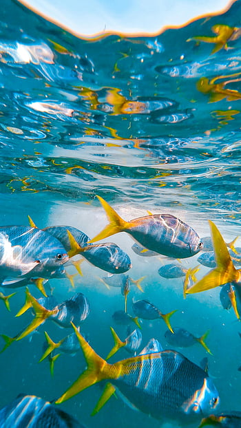 水中シーン、 ブリ、 活気のあるターコイズの海、 オーストラリア、 カラフルな水中、 海上生活、 海の写真、 水生野生生物、 熱帯魚、 水中写真、 海洋生物
