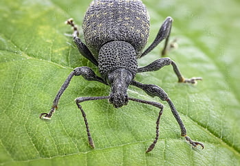 beetle, weevil, hairy, insect, crawl