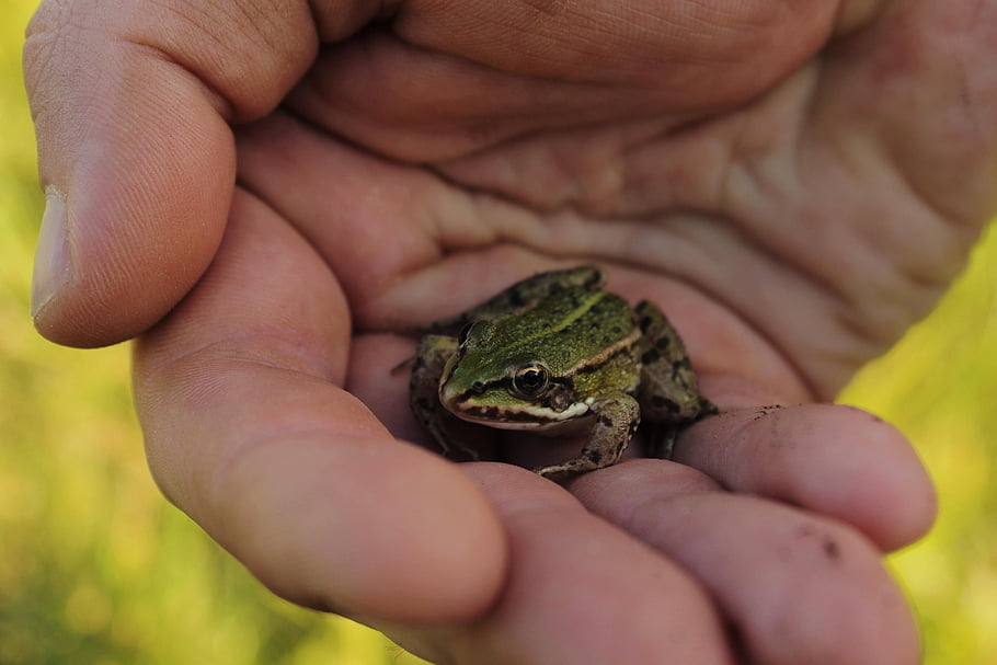 frog, hand, animal, amphibian, fingers