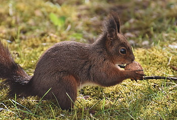 sincap, hayvan, kemirgen, memeli, yaban hayatı, orman, çöl, Türler, fauna, kürk, Fındık