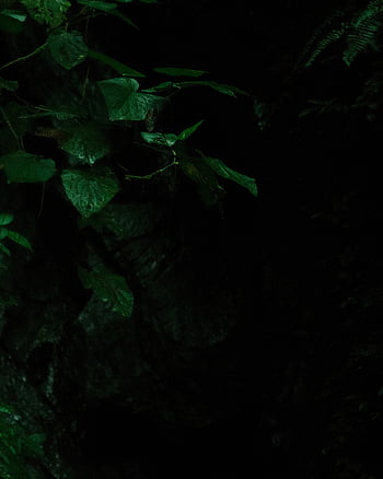 mörker, löv, lövverk, gröna löv, grönt lövverk, växter, botanik, natur, blad, fotografi, mörk