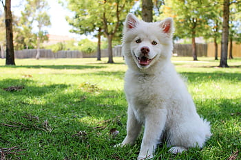 cane bianco, terreno edificabile, parco soleggiato, cane carino, cane birichino, cane seduto, cane all'aperto, cane felice, cane a pelo corto, erba verde, cane sorridente