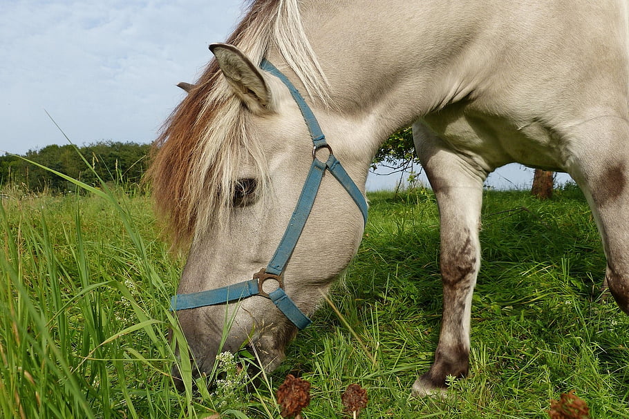 horse, graze, pasture, bridle, equine, mane, grass, grassland, farm, nature, mammal