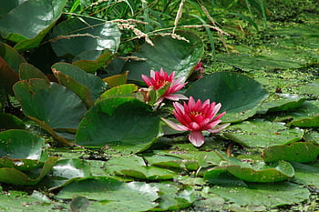 ninfee, giglio, stagno, lilypad