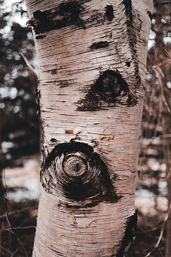tronco di betulla, trama ruvida, corteccia di albero, avvicinamento, impostazione della foresta, scatto dettagliato, Modelli naturali, ambiente sereno, superficie dell'albero, Texture univoca, knothole