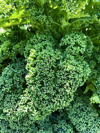 kapusta, jarní zelí, zelí, Příroda, listy, Zeleninové zelí, winterkohl, zahrada, chata zahrada
