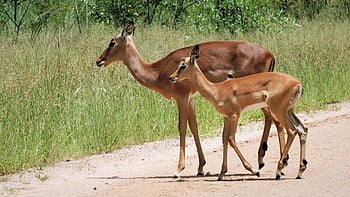 impala, moderfår, kvinde, ung, lam, dyr, kruger nationalpark, syd, Afrika, natur, vild