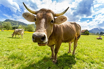 Brown Swiss cow, vibrant green pasture, bright sky, open field, cattle, farm animals, rural landscape, mountains, grassy field, horned cow, pastoral scene