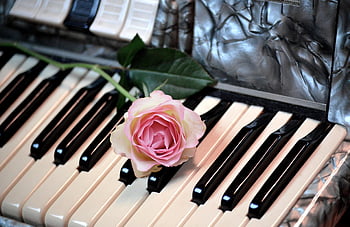 accordion, schifferklavier, keyboard, manual Instrument, keyboard Instrument, rose, musical Instrument, make Music, instrument, birthday Song, songs