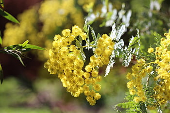 cootamundra Wattle, blossoms, golden, bright, fluffy, branch, native, flora, acacia Baileyana, fabaceae, mimosoideae
