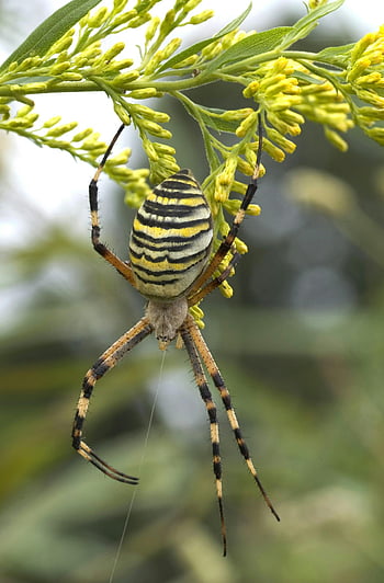 Argiope spider, yellow black white spider, macro shot, nature patterns, plant branch, detailed photo, spider web, wildlife photography, insect photography, natural beauty, spider close-up
