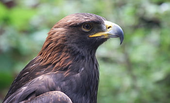 Zlatý orel, peří, originální dílo, raptor, dravec, lovec, zobák, oko, portrét, velkolepý, hrdý