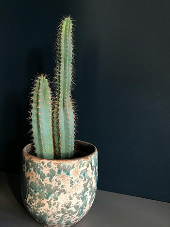 kaktus, pottekaktus, tekstureret potte, mørk baggrund, Minimalistisk foto, indendørs plante, saftige, grøn kaktus, kaktus plante, dekorativ krukke, indendørs kaktus