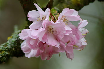 cherry Blossoms, higan Cherry, spring Cherry, flowering Branch, prunus Subhirtella, petals, snow Cherry, ornamental Cherry, blossom, bloom, blooming Branch