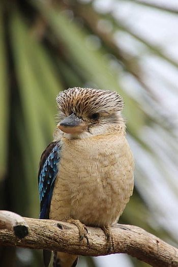 bird, animal, nature, plumage, kingfisher, blue, colorful, branch, kookaburra, australia, perched