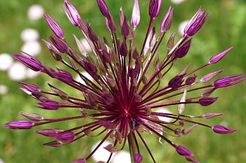 allium, květ, rostlin, Perská cibule, dekorativní česnek, krásné květiny, obří česnek, květinové tapety, dekorativní por, obilovin, zahrada