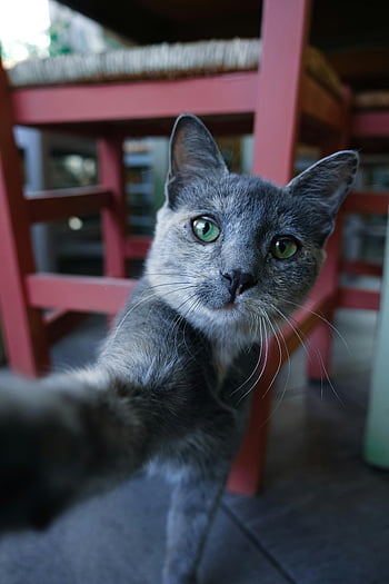 Russian Blue cat, cute gray cat, taking a selfie, indoor photo, curious expression, selective focus, playful cat, indoor cat photo, gray cat selfie, cat photography, cute cat indoors