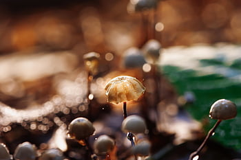helmling, houby, Jasný, lesní podlaha, k lidské spotřebě, bokeh, podrost, podsvícení, zblízka