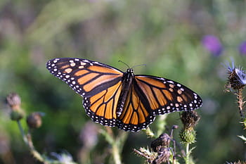 sommerfugl, bestøver, økosystemer, biologi, USGS, videnskab, National Pollinator Week, monark sommerfugl, dyreliv, natur, blomster