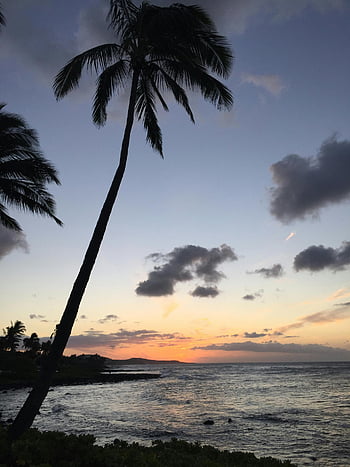 coconut palm tree, ocean, sunrise, tropical beach, serene ocean view, sunset, palm trees, tropical sunset, beach sunset, ocean sunset, tropical landscape