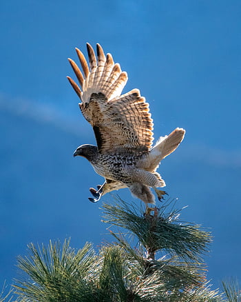 brown and white eagle, flying eagle, near tree, magnificent hawk, spreading wings, deep blue sky, bird in flight, wildlife photography, nature scene, outdoor photography, hawk taking off
