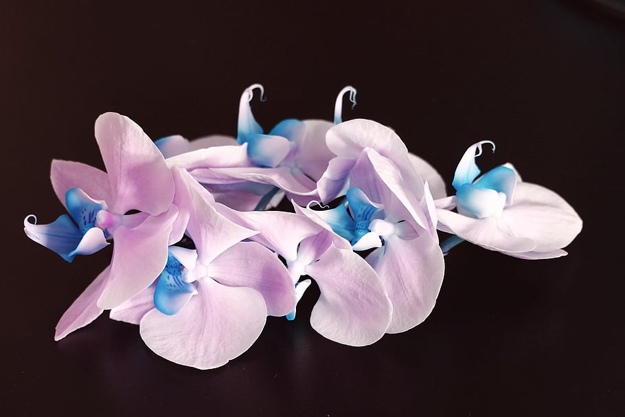 Příroda, květiny, květ, orchideje, exotický