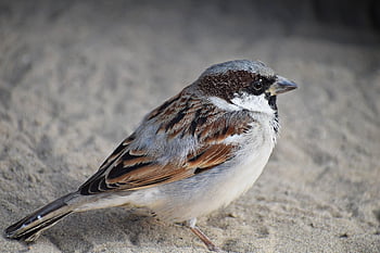 mâle, moineau, oiseau, animal, bouvreuil, se percher, gris, environnement, regardant, la nature, séance