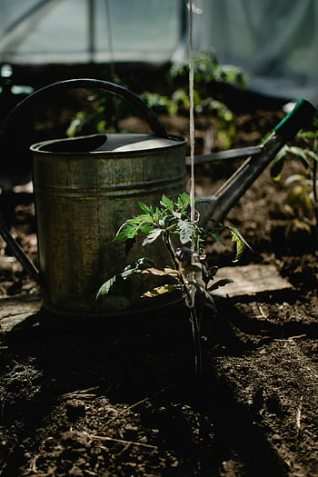 kropící konev, rostlin rajčete, Estonský skleník, rustikální konev na zalévání, Pěstování rostlin, Greenhouse Gardening, zahradní nářadí, péče o rostliny, zahradnické vybavení, vnitřní zahradnictví, Skleníkové rostliny