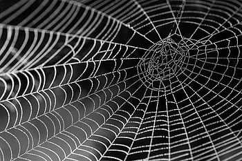 spider web, dewy, intricate patterns, black and white, close-up, web structure, spider silk, nature photography, web details, spider web photography, web texture
