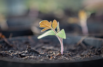 sætteplante, tomat, dyrke, unge planter, foretrække, spire, såning, frø, plante, forår, natur
