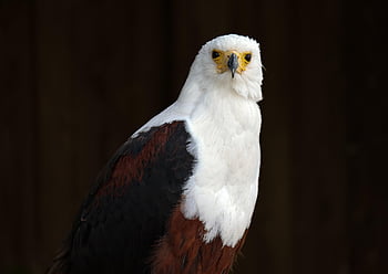 pták, Orel bělohlavý, orel, peří, Příroda, křídla, divoké zvíře, heraldické zvíře, adler, Wappentier, Weißkopfseeadler