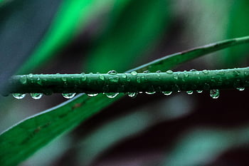 makro fotografie, zelená listová rostlina, kapky rosy, zářivá zelená, detailní fotografie, po dešti, fotografování přírody, fotografování rostlin, kapky vody, list textura, Přírodní krásy
