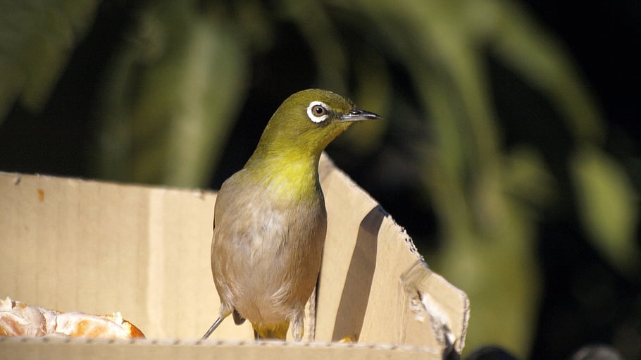 natural, creatures, wild Bird, bird, garden, season, spring, nature, japan