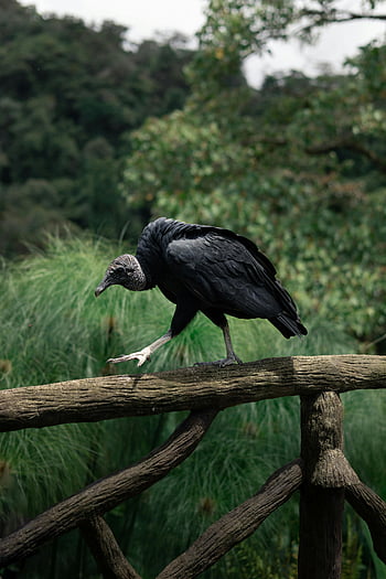 black vulture, wooden fence, Costa Rican forest, lush forest, black bird, wooden railing, resting bird, nature scene, wildlife photography, outdoor setting, vulture perched
