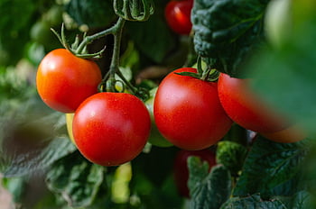 tomatoes, vegetables, fresh, nature, bush, garden, healthy, harvest
