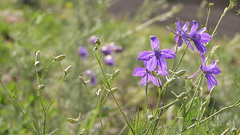 the Flowers In The Meadow, flowering Meadow, purple Flowers, delphinium, chinese Larkspur Delphinium, flowering, meadow, consolida Regalis, consolida