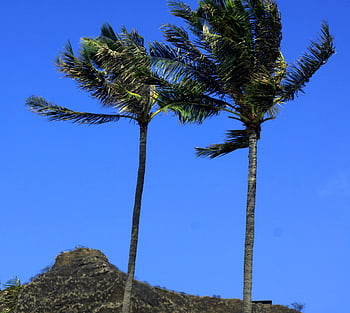 Palm Trees Sky, modrý, čisté nebe, bez mráčku, životní prostředí, venku, mimo, palmové listy, palmy, ráj, scénický