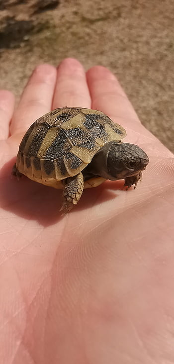 tartaruga, Huawei, macro