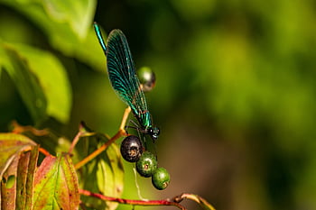 Příroda, demoiselle, hmyz, zblízka, létající hmyz, makro, křídlo, letní, třpytivé, modrý, hmyz umírá