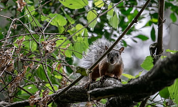 squirrel, branches, rodent, foraging, eating, wildlife, forest, wilderness, nature, animal, animal World