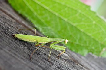 mantidi religiose, mantide, mantide religiosa, insetti, insetto verde, natura, avvicinamento, il cavallo del diavolo