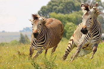 hartmanna, zebra, hartmannova zebra, Afrika, volně žijících živočichů, pás, Příroda, safari, savec, pruhovaný, kůň