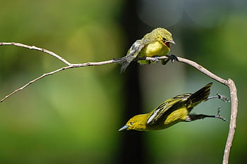 ptaki, raczkujący, matka i dziecko, młode zwierzę, aves, ptaków, ornitologia, obserwowanie ptaków, Zwierząt, świat zwierząt, dzikiej przyrody