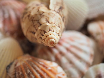 mollusco, conchiglie di mare, spiaggia, sabbia, marittimo, spirale, natura